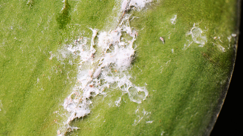 Mealy bugs on orchid leaf