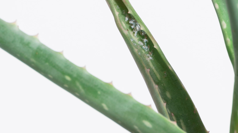 Aloe vera with mealybugs