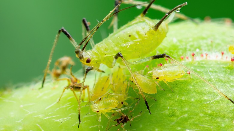 Close up of an aphid