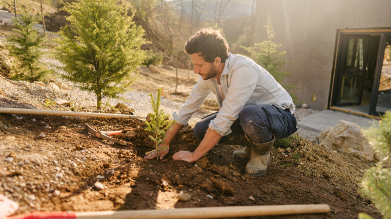 Person planting a tree