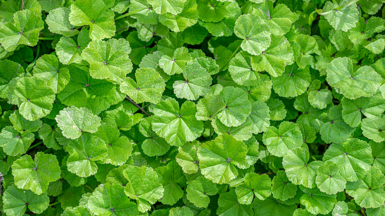 common mallow leaves