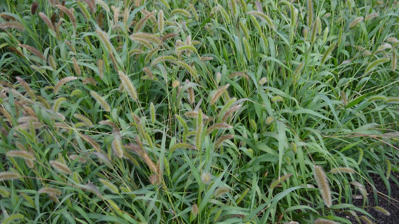field of green foxtail
