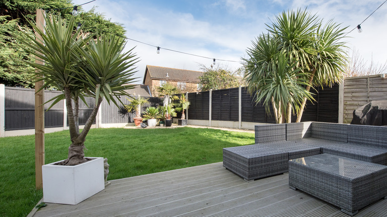 Palm trees in garden