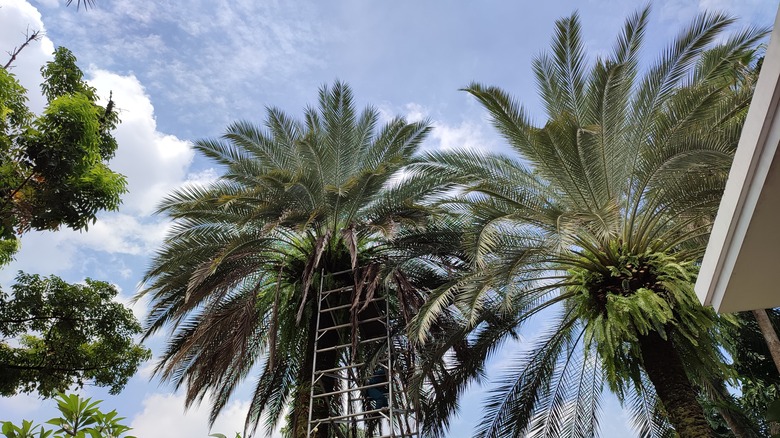 Date palm with ladder