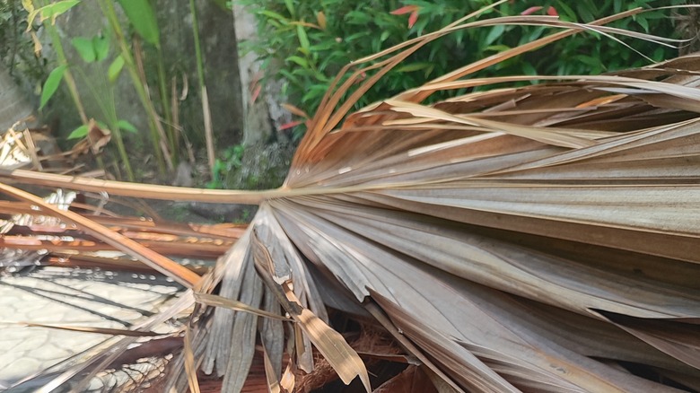 Dead palm fronds