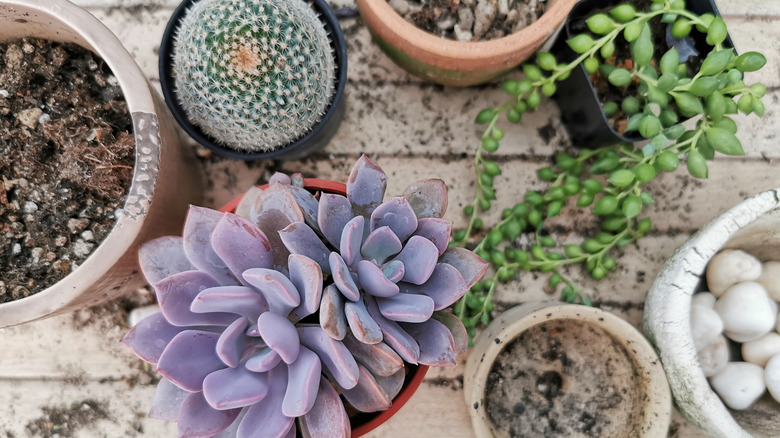 Various planters seen from above