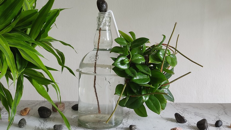 self watering using string and bottle