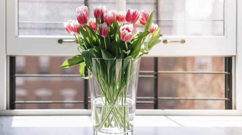 Red tulips in a clear glass vase in front of a window