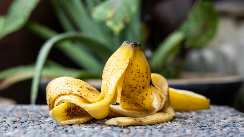 banana peel in garden