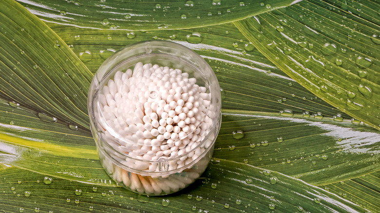 Cotton swabs on moist leaves