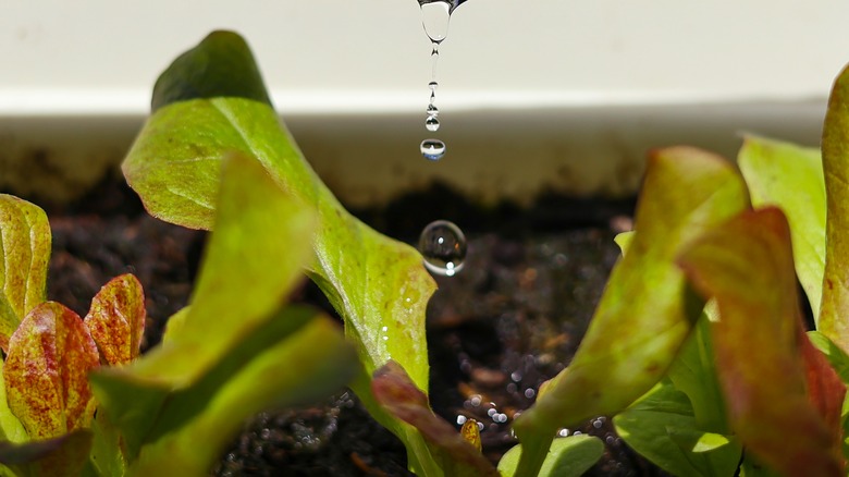 Water drips on a plant