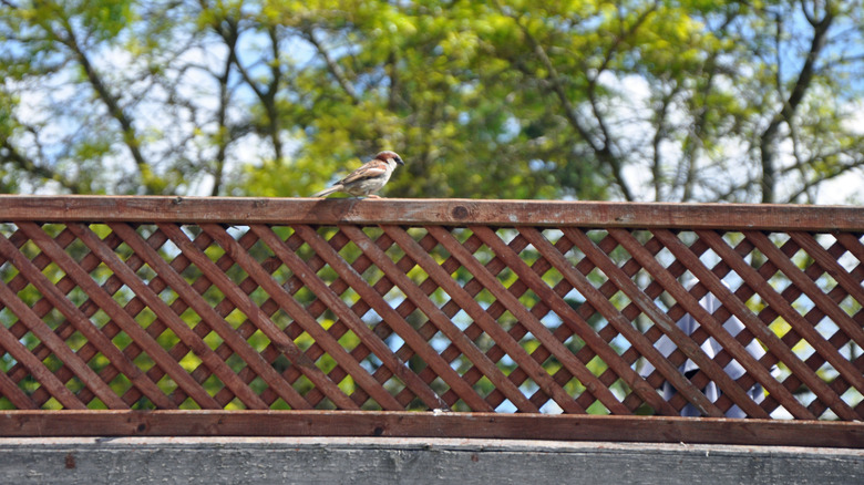 Small bird on wooden lattice topper