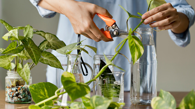 Hands cutting and propagating plants