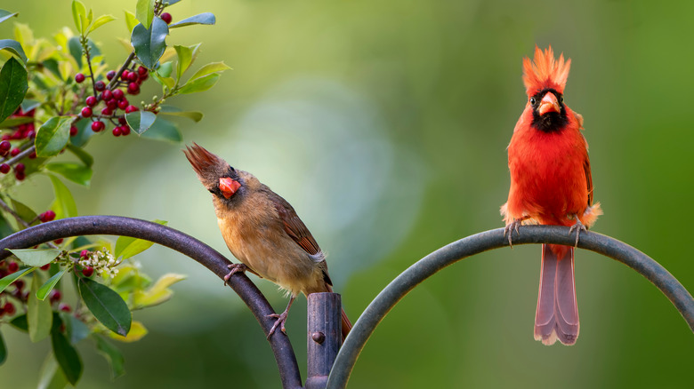 Birds on a shepherd's hook