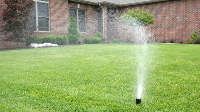 Sprinklers watering the lawn 