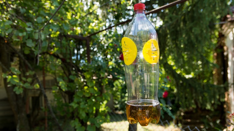 bottle with liquid and holes for wasps