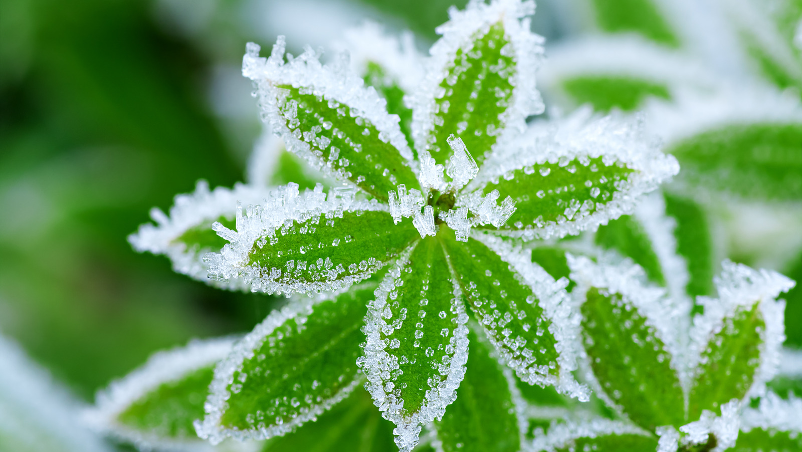 How To Use Bubble Wrap To Protect Your Garden From Frost
