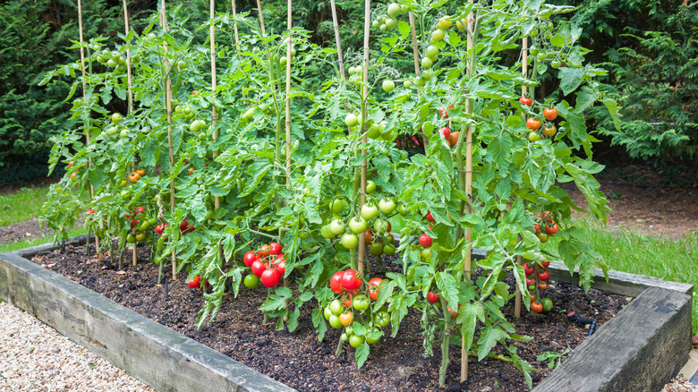 tomato plants growing outside