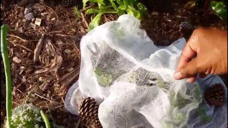 woman protects kale with cheesecloth