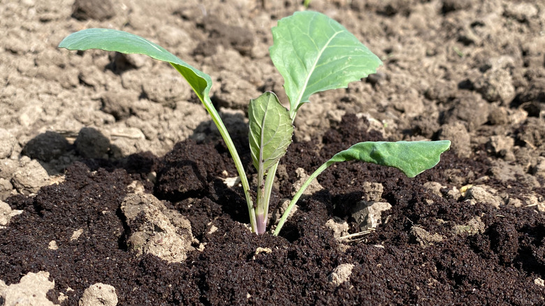 Coffee grounds spread in garden