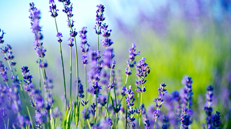 Lavender stems with flowers