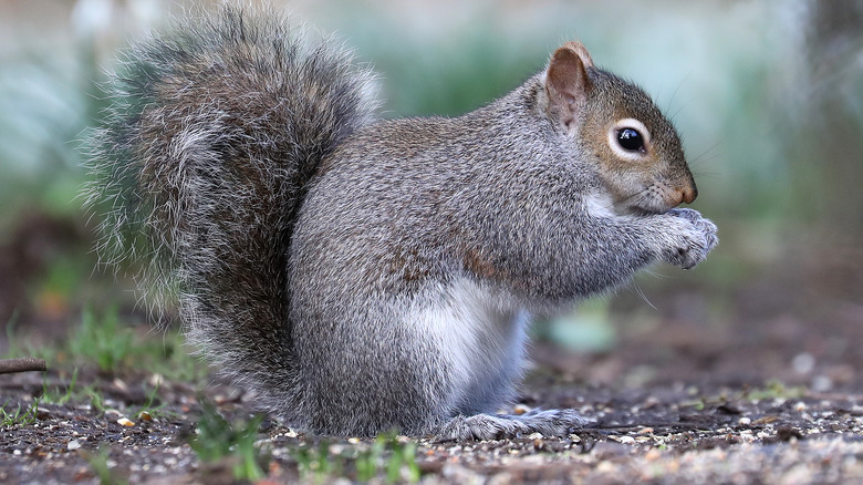 Squirrel eating