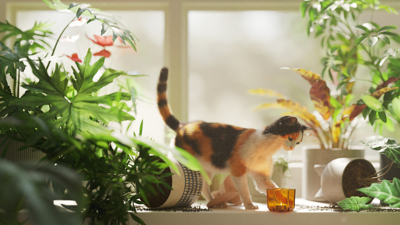 Cat destroying indoor plants