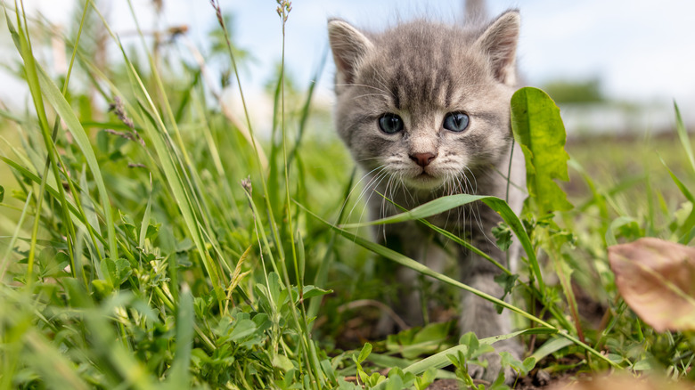 Kitten walking through garden