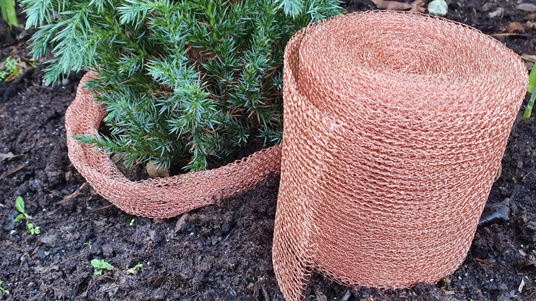 copper mesh around tree