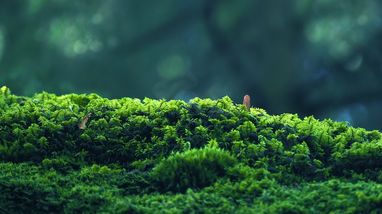 moss in forest