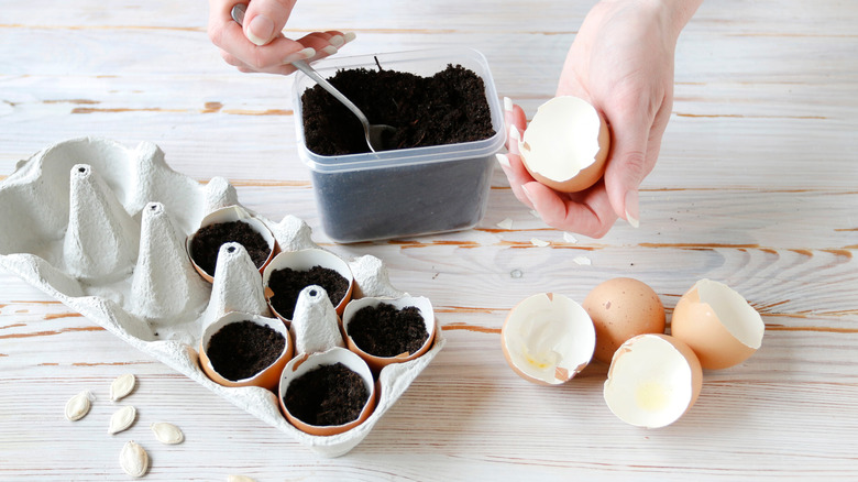 filling eggshells with soil