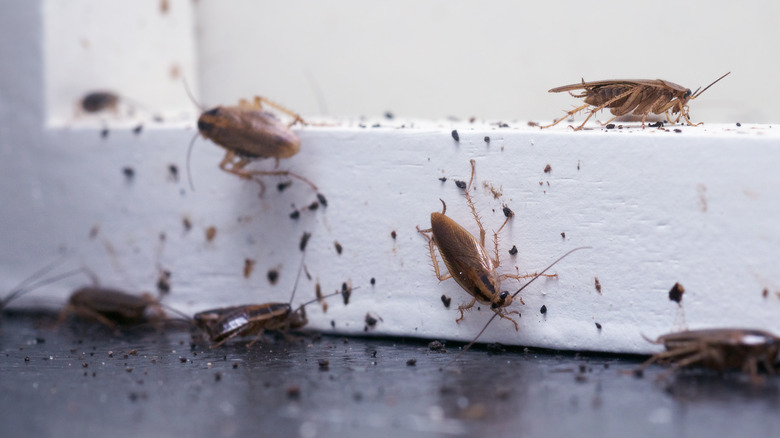 German cockroaches on a windowsill