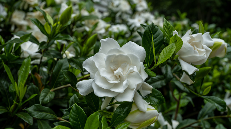 white gardenia blossoms on bush