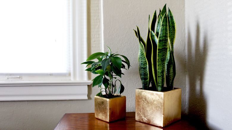 houseplants with gold pots