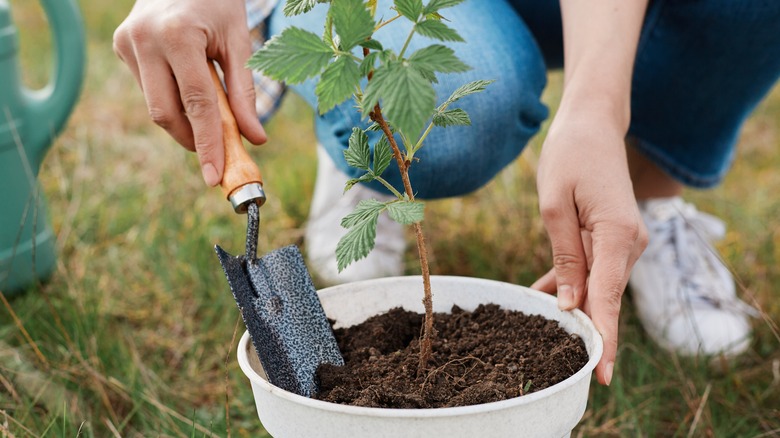 fertilizing a young raspberry plant