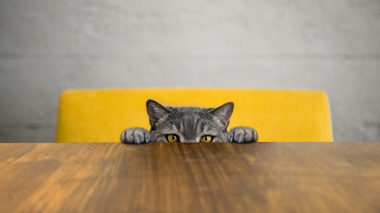 gray cat sitting at table