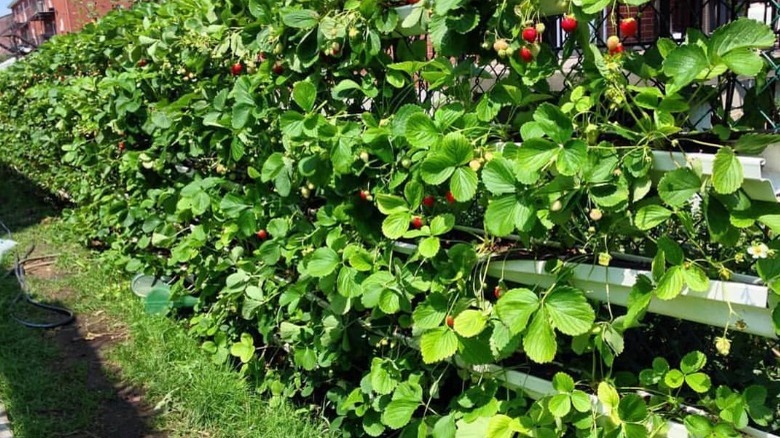 Strawberries growing out of gutter