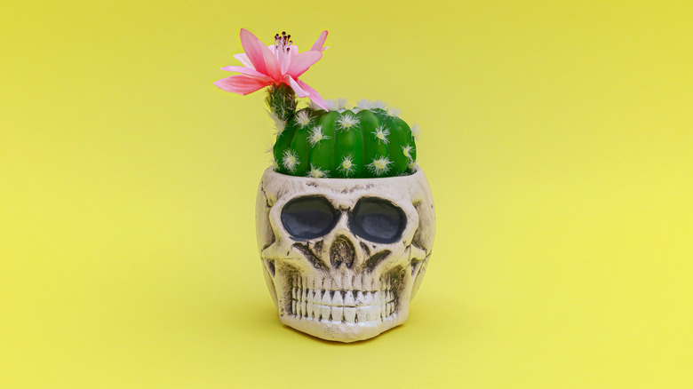 cactus inside of skull planter 