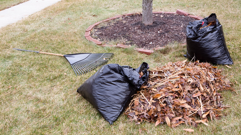 bagging raked leaves