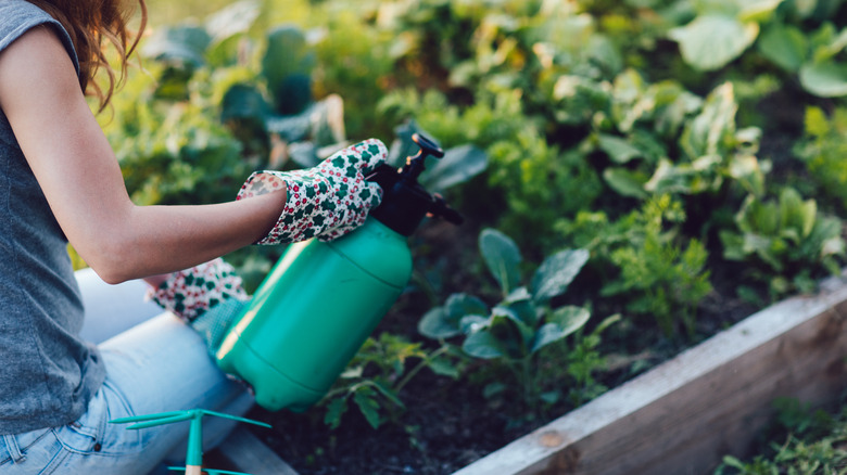 woman spraying plants