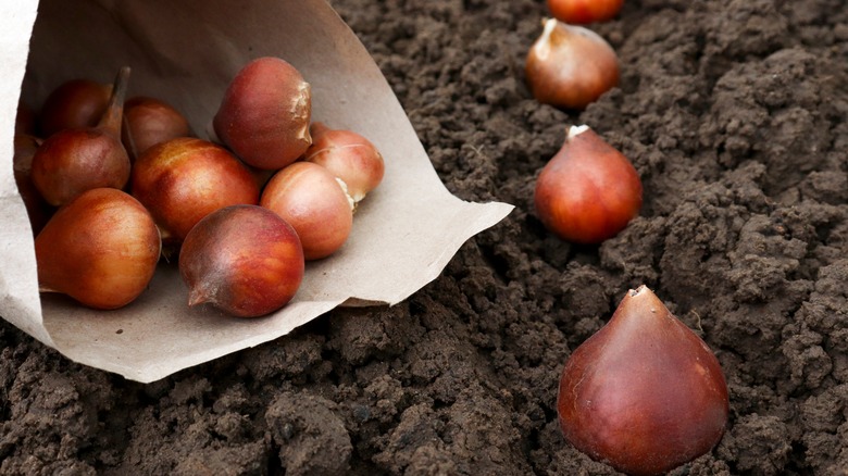 tulip bulbs lying on soil