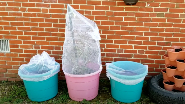 mesh bag protecting plant