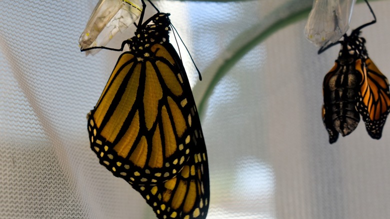 monarch butterflies in an enclosure
