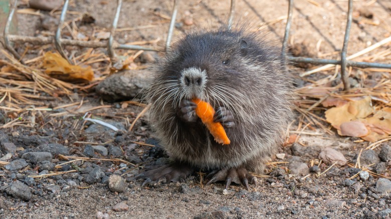 Nutria eating orange peel