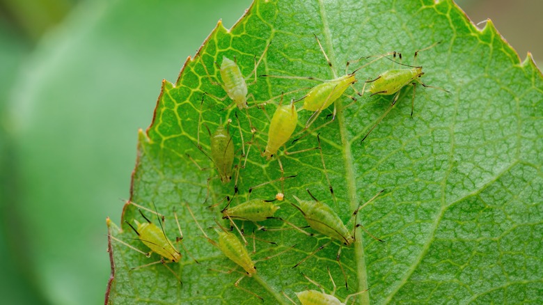 leaf with insect parasites