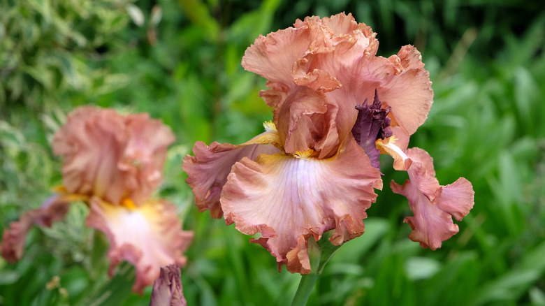 Mocha irises in the garden.