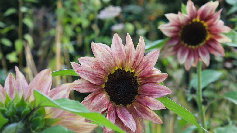 Procut Plum sunflowers in a garden.