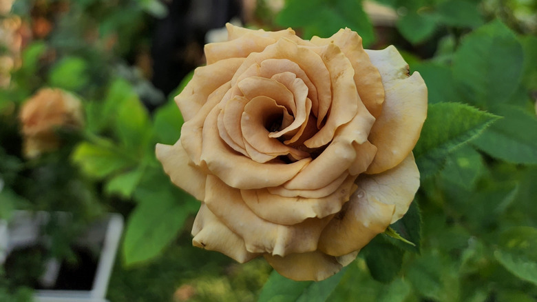 Toffee rose in a garden.