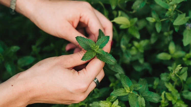 Hands holding sprig of mint