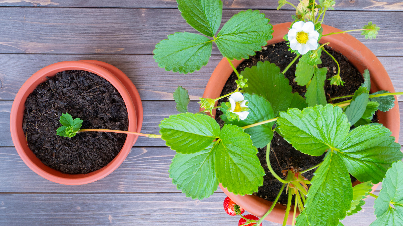 How To Use Strawberry Runners To Grow More Strawberries